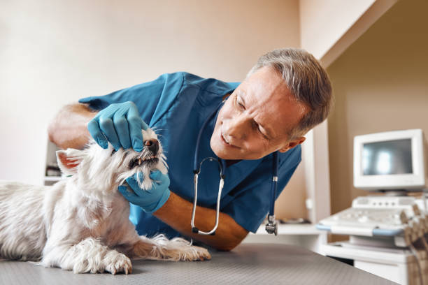  North Charleston, SC Emergency Dentist Pros